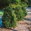 Green Mountain Boxwood #6 - Image 2